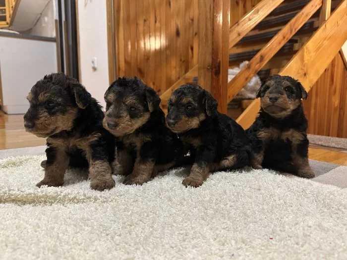 Štěňata welsh terriera s PP.