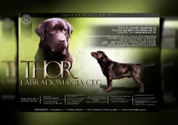 Labradorský retrívr- hnědá  štěňátka s pp