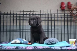 Labradorský retrívr- hnědá  štěňátka s pp