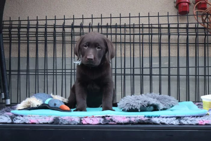 Labradorský retrívr- hnědá  štěňátka s pp