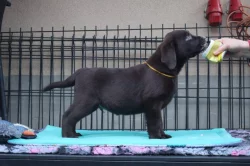 Labradorský retrívr- hnědá  štěňátka s pp