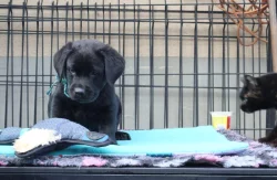 Labradorský retrívr- černá štěňátka s pp