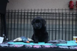 Labradorský retrívr- černá štěňátka s pp