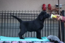Labradorský retrívr- černá štěňátka s pp