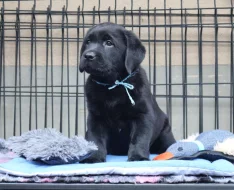 Labradorský retrívr- černá štěňátka s pp