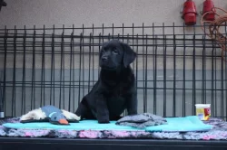 Labradorský retrívr- černá štěňátka s pp