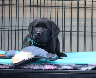 Labradorský retrívr- černá štěňátka s pp