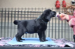 Labradorský retrívr- černá štěňátka s pp