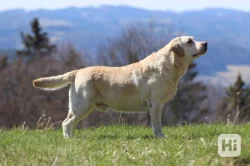 Labradorský retrívr- černá štěňátka s pp