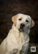 Labradorský retrívr- černá štěňátka s pp