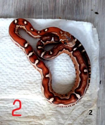 Užovka červená - Skaleless