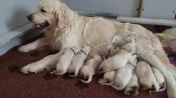 Štěňátko pejsek Zlatého retrívra s PP