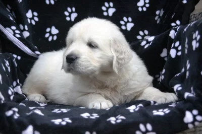 Štěňátko pejsek Zlatého retrívra s PP