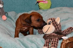 Rhodeský Ridgeback - vymazlená štěňátka s PP