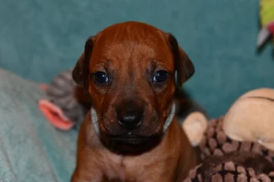 Rhodeský Ridgeback - vymazlená štěňátka s PP