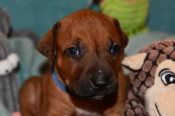 Rhodeský Ridgeback - vymazlená štěňátka s PP