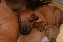 Rhodeský Ridgeback - vymazlená štěňátka s PP