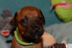 Rhodeský Ridgeback - vymazlená štěňátka s PP