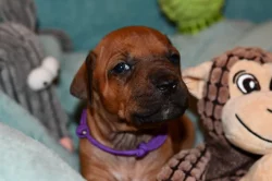 Rhodeský Ridgeback - vymazlená štěňátka s PP