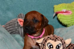 Rhodeský Ridgeback - vymazlená štěňátka s PP