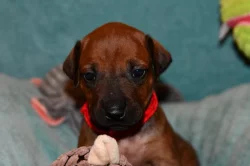 Rhodeský Ridgeback - vymazlená štěňátka s PP