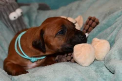 Rhodeský Ridgeback - vymazlená štěňátka s PP