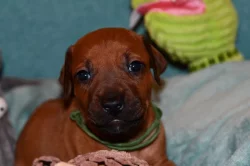 Rhodeský Ridgeback - vymazlená štěňátka s PP