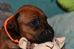 Rhodeský Ridgeback - vymazlená štěňátka s PP