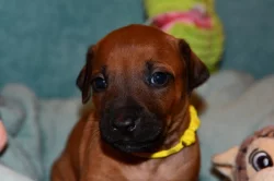 Rhodeský Ridgeback - vymazlená štěňátka s PP