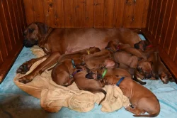 Rhodeský Ridgeback - vymazlená štěňátka s PP