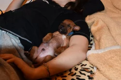 Rhodeský Ridgeback - vymazlená štěňátka s PP