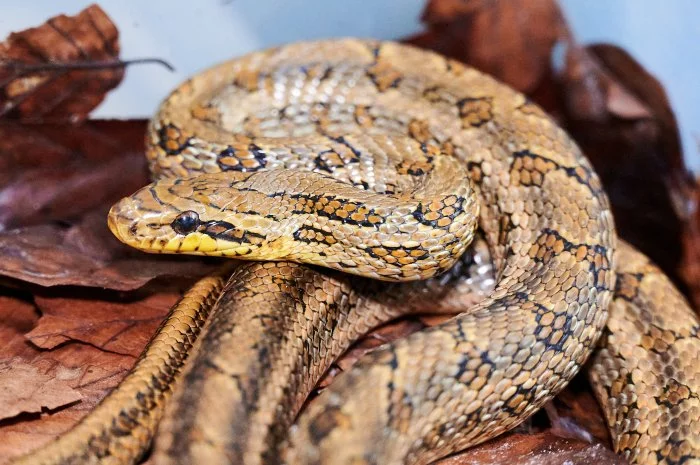 Užovka dvouskvrnná (Elaphe bimaculata)