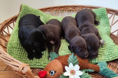 Nabídka štěňat KO