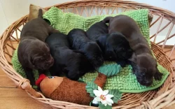 Nabídka štěňat KO