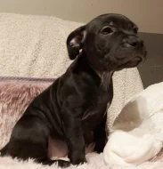 Stafordšírský bulteriér