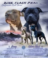 Stafordšírský bulteriér