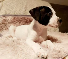 Stafordšírský bulteriér