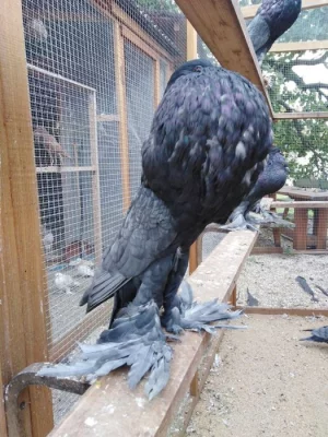 Pomořanské voláče - výletky z roku 2023