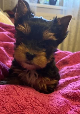 Jorkšírský terier fenka s pp