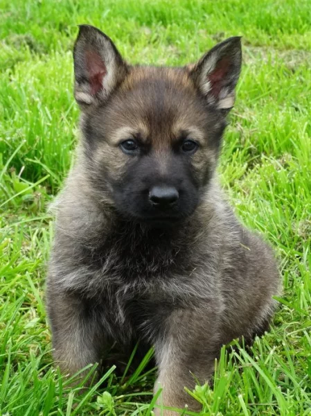 Německý ovčák s PP