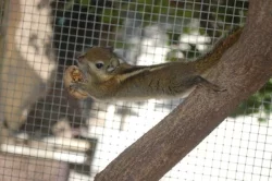 Veverka šedobřichá - mláďata