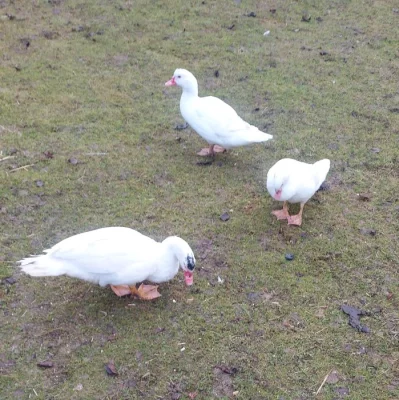 Kachna pižmová  - chovný pár