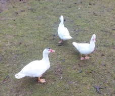 Kachna pižmová  - chovný pár