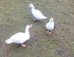 Kachna pižmová  - chovný pár