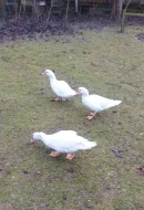 Kachna pižmová  - chovný pár