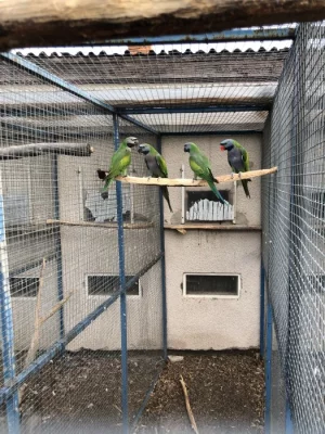 Prodam papoušky