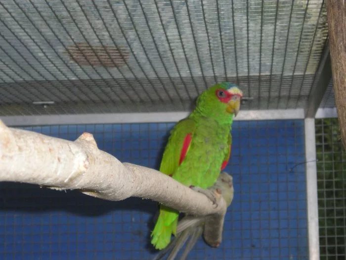 Amazoňany běločelé