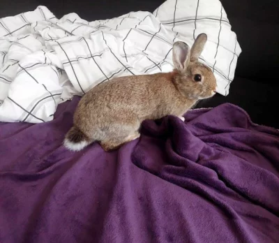 zakrslý  králík sameček k odběru