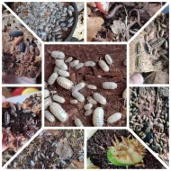 Isopody, mnohonožky, šneci, chvostoskoci