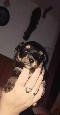 Jorkšírský teriér